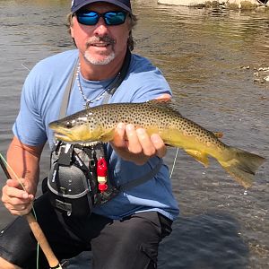 Brown Trout Fishing Montana