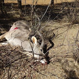 South Africa Kudu Bow Hunting