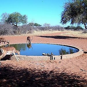 Impala both angles shot at 24 yards