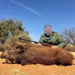 South Africa Boar Hunt