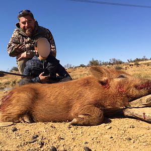 South Africa Boar Hunt