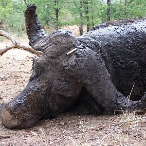 Cape Buffalo Hunt Zimbabwe