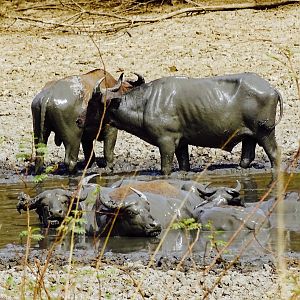 West African Savanna Buffalo in West Africa