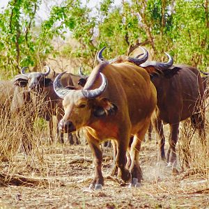 West African Savanna Buffalo in West Africa