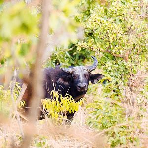 West African Savanna Buffalo in West Africa