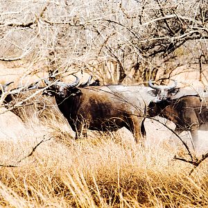 West African Savanna Buffalo in West Africa