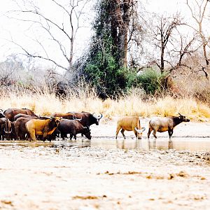 West African Savanna Buffalo in West Africa