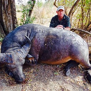 Hunt West African Savanna Buffalo in West Africa