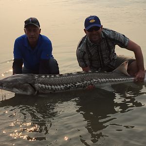 Fishing Sturgeon British Columbia Canada