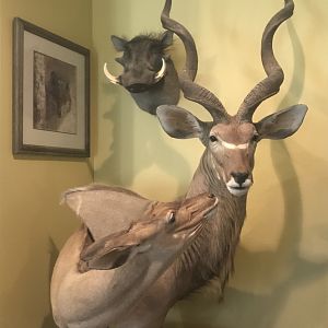 Male & Female Kudu Shoulder Mount Pedestal Taxidermy