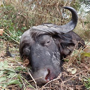 Cape Buffalo Hunt Zambia