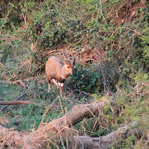 Zambia Bushbuck