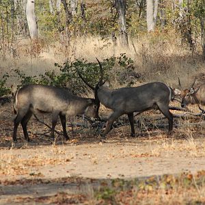 Zambia Waterbuck