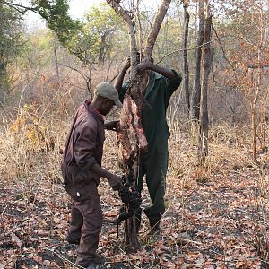 Hunting Hyena in Zambia