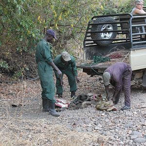 Hunting Hyena in Zambia