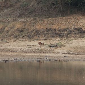 Zambia Bushbuck