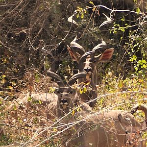 Kudu in Zambia