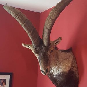 Beceite Ibex Shoulder Mount Taxidermy