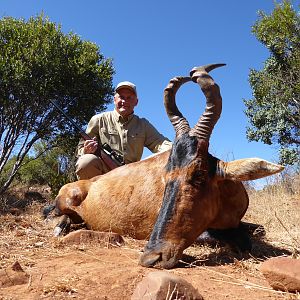 Red Hartebeest Hunting South Africa