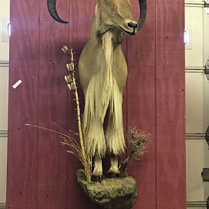 Aoudad Mount Taxidermy