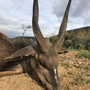 Bushbuck Hunting South Africa