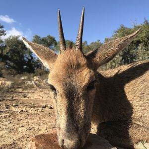 Duiker Hunting South Africa