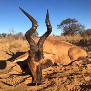 Red Hartebeest Hunt South Africa