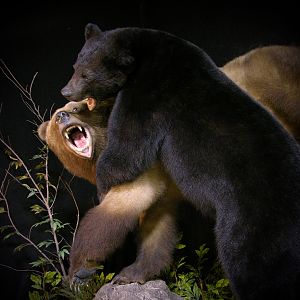 Brown Bear VS Black Bear Full Mount Taxidermy