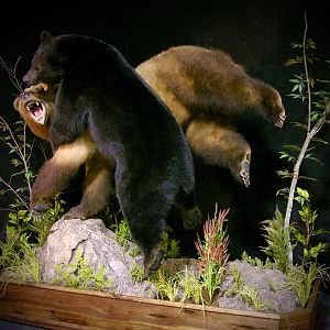 Brown Bear VS Black Bear Full Mount Taxidermy