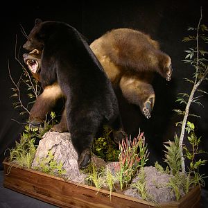 Brown Bear VS Black Bear Full Mount Taxidermy