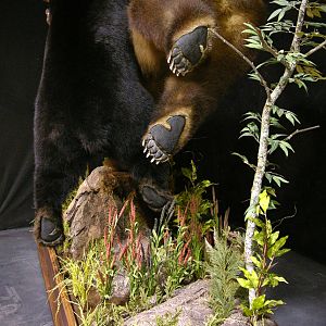 Brown Bear VS Black Bear Full Mount Taxidermy