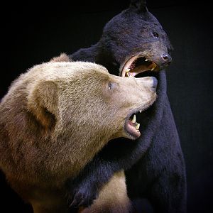 Brown Bear VS Black Bear Full Mount Taxidermy