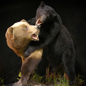 Brown Bear VS Black Bear Full Mount Taxidermy