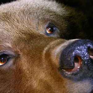 Brown Bear VS Black Bear Full Mount Taxidermy