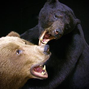 Brown Bear VS Black Bear Full Mount Taxidermy