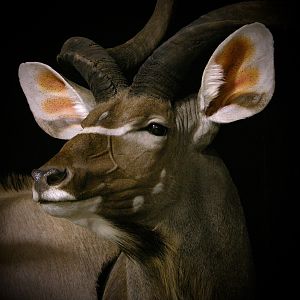 Gemsbok & Kudu Double Pedestal Taxidermy