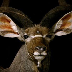 Gemsbok & Kudu Double Pedestal Taxidermy