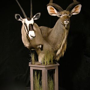 Gemsbok & Kudu Double Pedestal Taxidermy