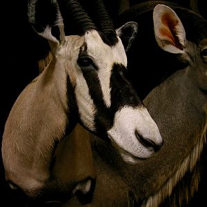 Gemsbok & Kudu Double Pedestal Taxidermy