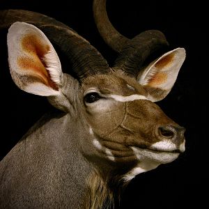 Gemsbok & Kudu Double Pedestal Taxidermy