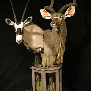 Gemsbok & Kudu Double Pedestal Taxidermy