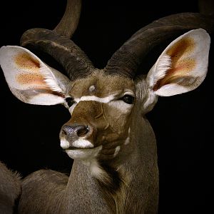 Gemsbok & Kudu Double Pedestal Taxidermy