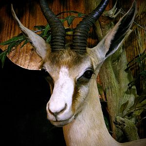 Springbok Slam Shoulder Mount Taxidermy