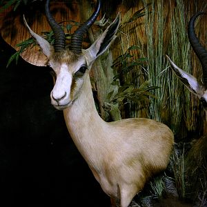 Springbok Slam Shoulder Mount Taxidermy