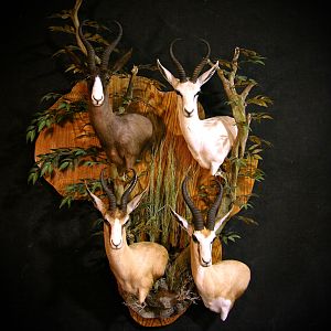 Springbok Slam Shoulder Mount Taxidermy