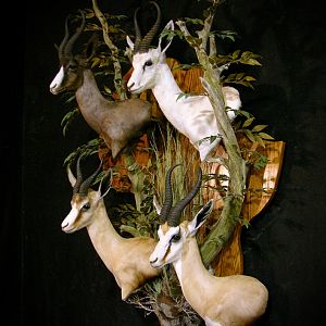 Springbok Slam Shoulder Mount Taxidermy