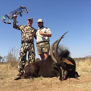 Bow Hunt Sable Antelope South Africa