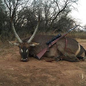 Waterbuck South Africa Hunt