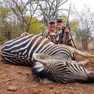 South Africa Burchell's Plain Zebra Hunting