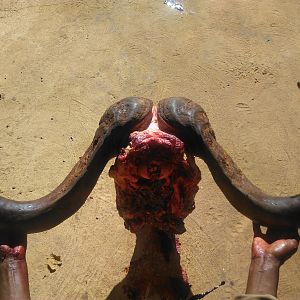 Hunting Buffalo South Africa